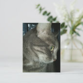 liebenswerter grauer getigerter Kater Postkarte (Stehend Vorderseite)