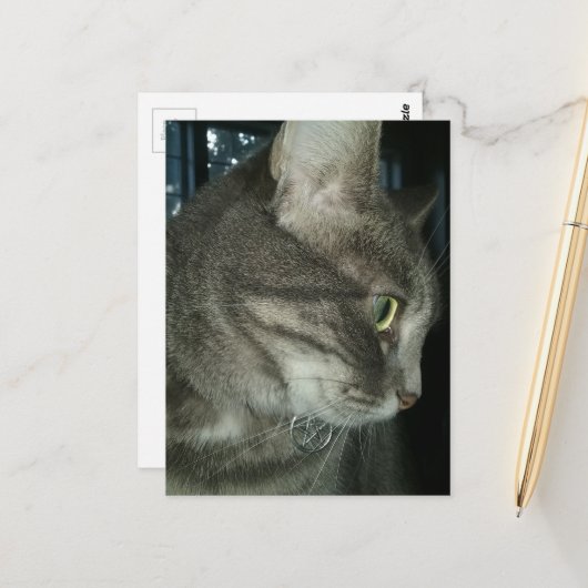 liebenswerter grauer getigerter Kater Postkarte (Vorderseite/Rückseite Beispiel)