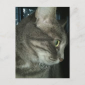 liebenswerter grauer getigerter Kater Postkarte (Vorderseite)