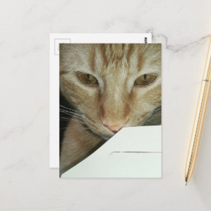 liebenswerter Ingwer-Kitty-Nahrungsmittelinspektor Postkarte