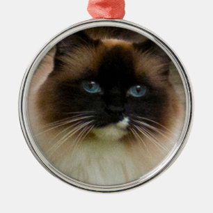 Liebenswürdige Ragdoll Katzen-Verzierung Silbernes Ornament
