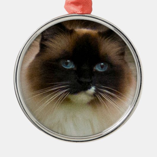 Liebenswürdige Ragdoll Katzen-Verzierung Silbernes Ornament (Vorne)