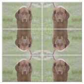 Liebenswürdiges Vizsla Stoff (Muster)