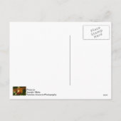 Lieber Weihnachtsgeld schicken Feiertagspostkarte (Rückseite)