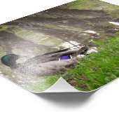 Liebes Entenpaar Fotodruck (Ecke)