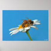 Liebesbiene Poster (Vorne)