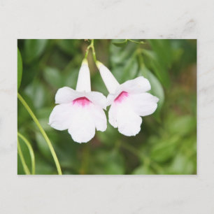 Liebesblumen Postkarte