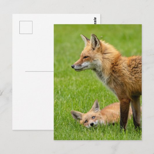 Liebesfüchse Postkarte (Vorne/Hinten)