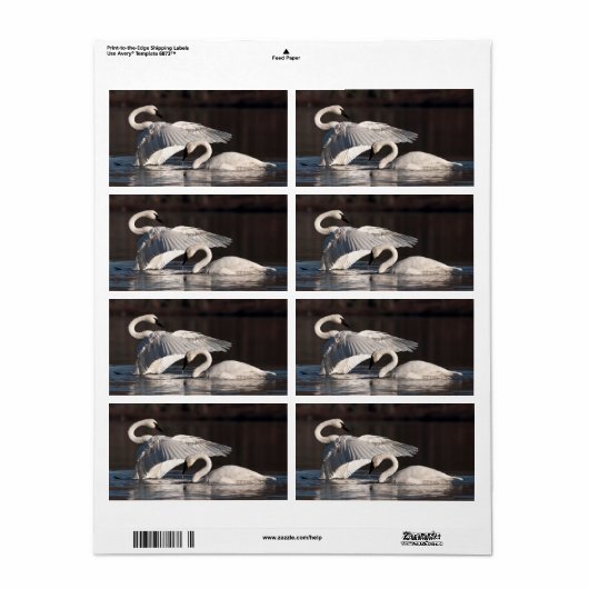 Liebesschwäne (Vorne)