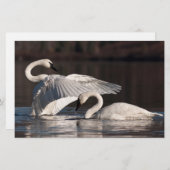 Liebesschwäne Briefpapier (Vorne/Hinten)