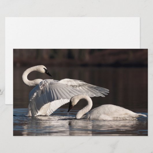 Liebesschwäne Briefpapier (Vorne/Hinten)