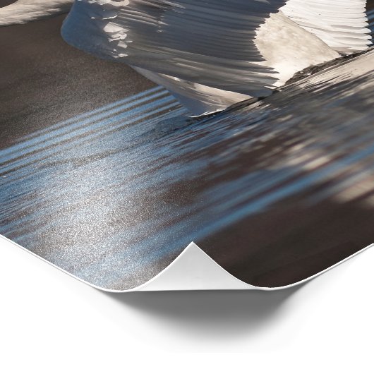 Liebesschwäne Fotodruck (Ecke)