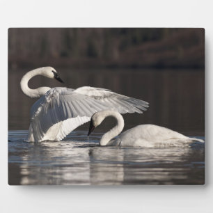Liebesschwäne Fotoplatte