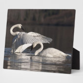 Liebesschwäne Fotoplatte (Seite)