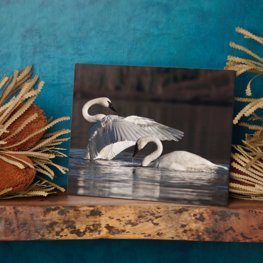 Liebesschwäne Fotoplatte (Seite)