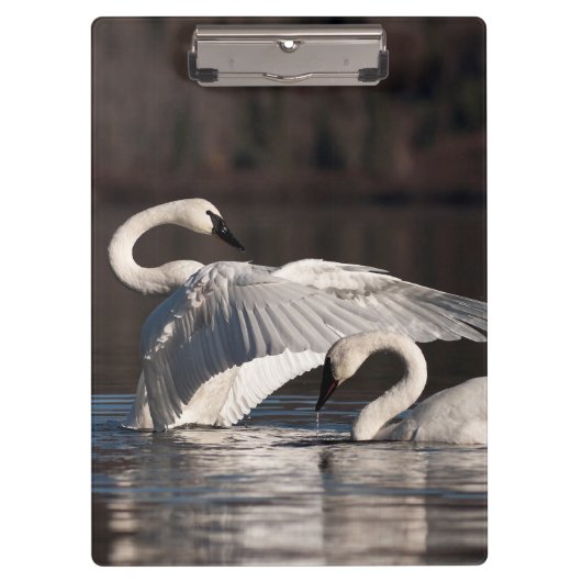 Liebesschwäne Klemmbrett (Vorderseite)
