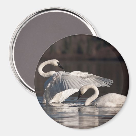 Liebesschwäne Magnet (Vorderseite/Rückseite)