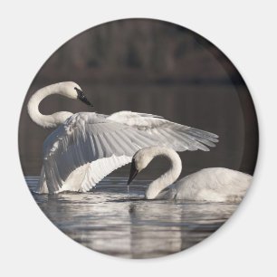 Liebesschwäne Magnet