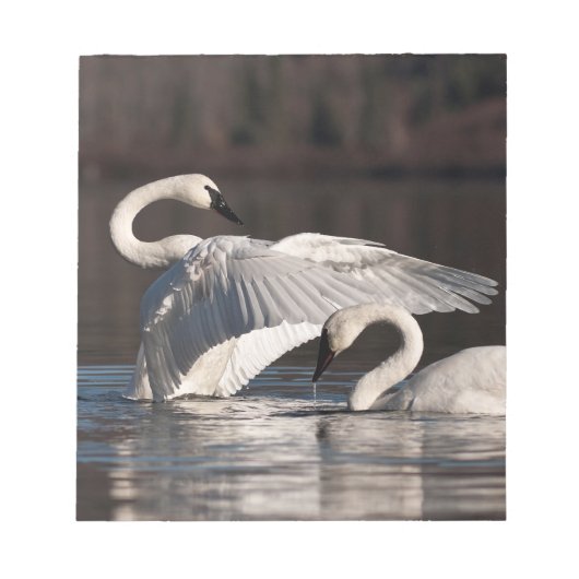 Liebesschwäne Notizblock (Vorderseite)