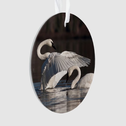 Liebesschwäne Ornament (Vorderseite)