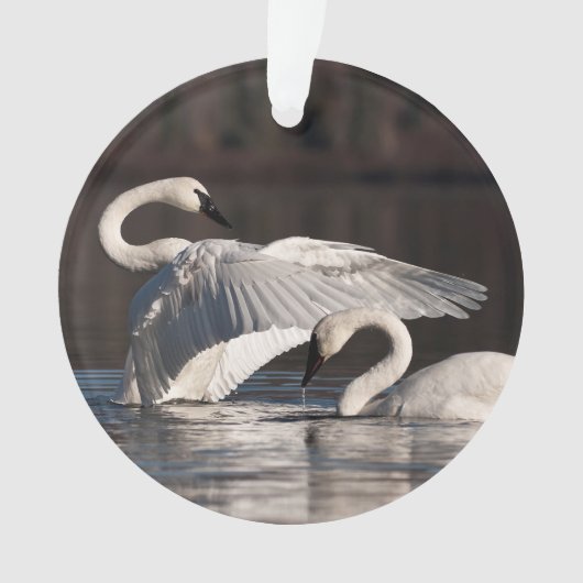 Liebesschwäne Ornament (Vorderseite)