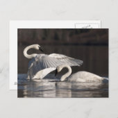 Liebesschwäne Postkarte (Vorne/Hinten)