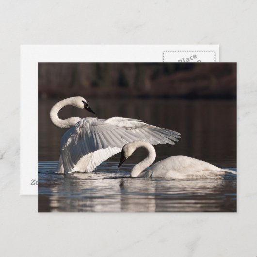 Liebesschwäne Postkarte (Vorne/Hinten)