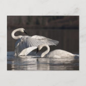 Liebesschwäne Postkarte (Vorderseite)