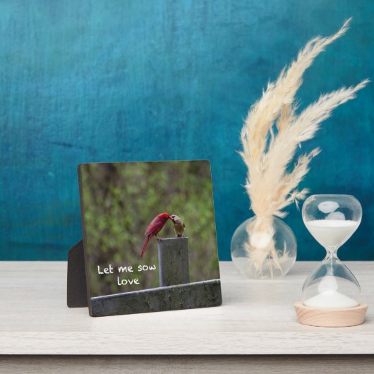 Liebesvögel — fotoplatte (InSitu)