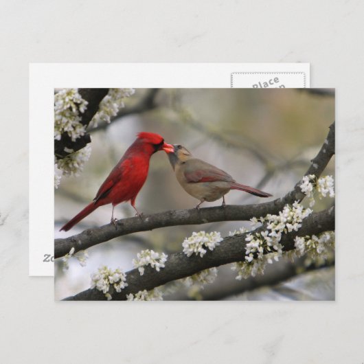 Liebesvögel Postkarte (Vorne/Hinten)