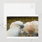 Liebesvögel Postkarte (Vorne/Hinten)