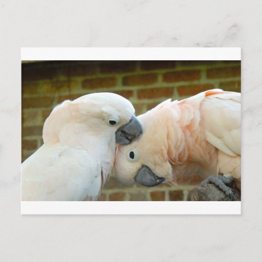 Liebesvögel Postkarte (Vorderseite)