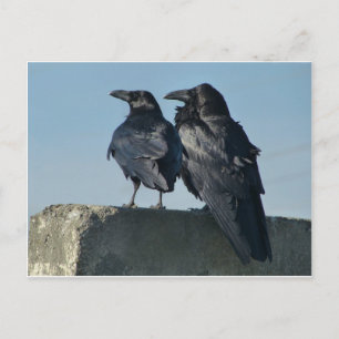 Liebesvögel Postkarte