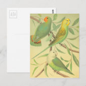 Liebesvögel und -sittiche postkarte (Vorne/Hinten)