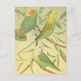 Liebesvögel und -sittiche postkarte