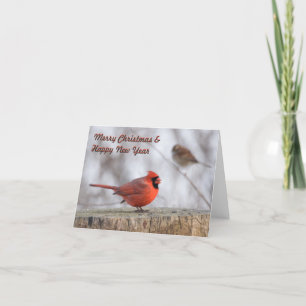 Liebesvögel Weihnachtskarten Feiertagskarte