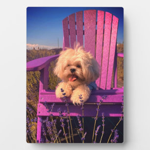 Liebevoller flauschiger Shih Tzu Spielzeug Welpe, Fotoplatte