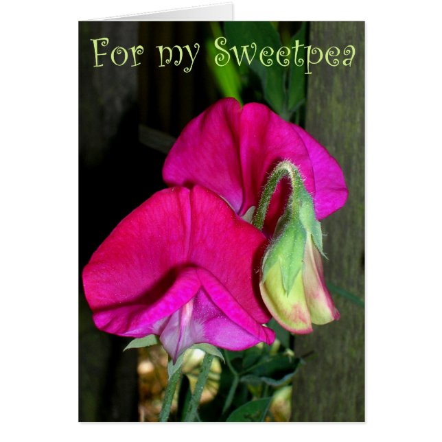 Liebhaber der Sweetpea-Karte (Vorne)