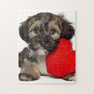 Liebhaber-Valentinsgruß Havanese Hündchen Puzzle