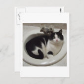 Liebhaber von Katzen Postkarte (Vorne/Hinten)