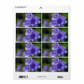 Lieblich Bellflower Campanula (Vorne)