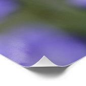 Lieblich Bellflower Campanula Poster (Ecke)