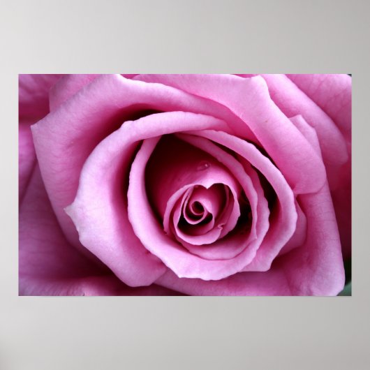 Lieblich in lilac poster (Vorne)