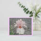 Lieblich Pink Iris Postkarte (Stehend Vorderseite)