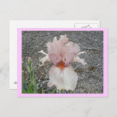 Lieblich Pink Iris Postkarte (Vorne/Hinten)