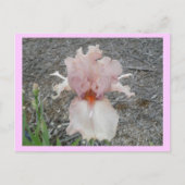 Lieblich Pink Iris Postkarte (Vorderseite)