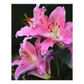 Lieblich rosa Lily bluboms floral Fotodruck (Vorne)