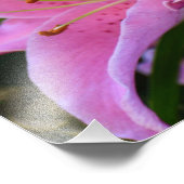 Lieblich rosa Lily bluboms floral Fotodruck (Ecke)