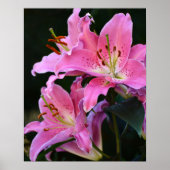 Lieblich rosa Lily bluboms floral Poster (Vorne)