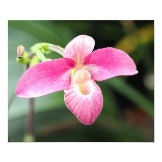 Lieblich rosa Orchid Fotodruck (Vorne)